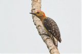 Red-crowned Woodpeckerborder=